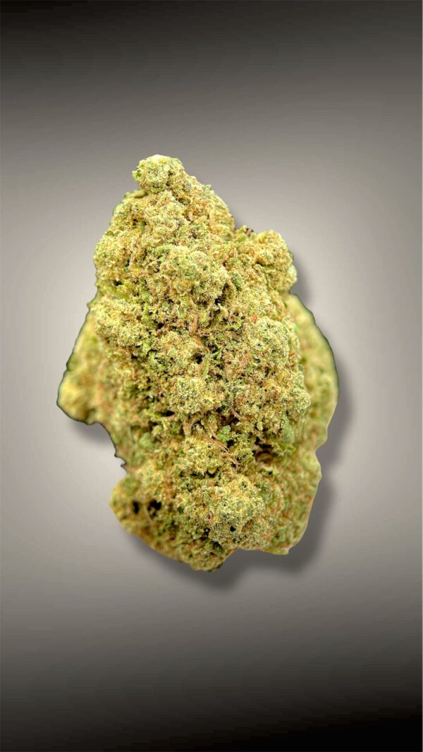 Gelato 41