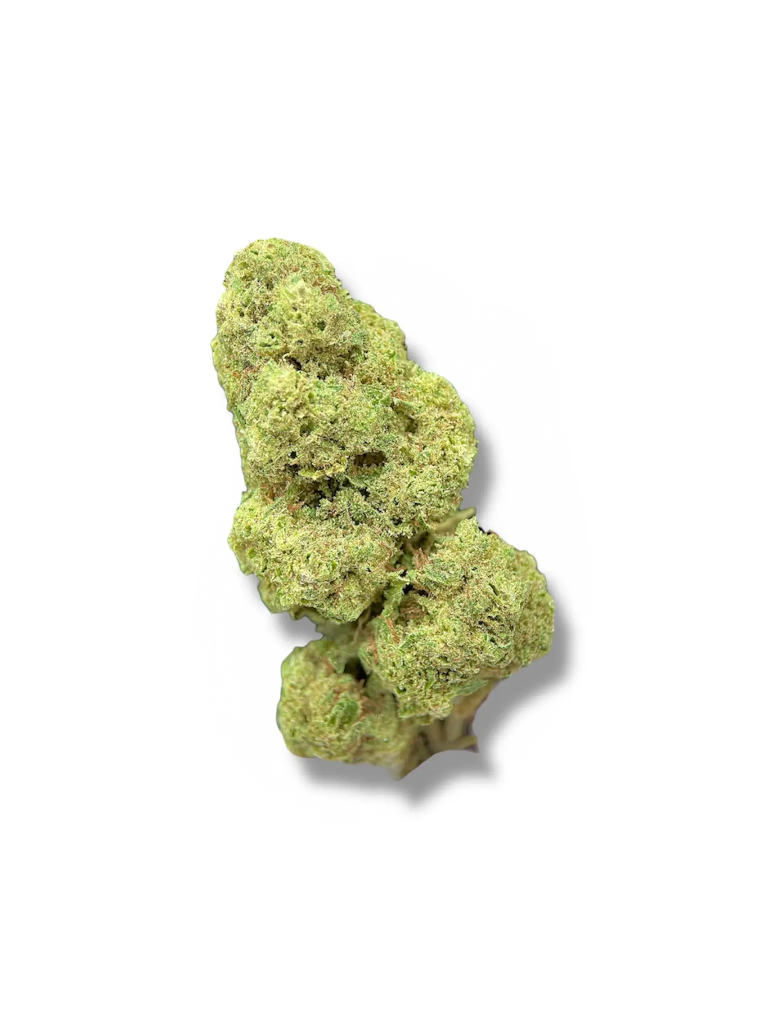 Gelato 41 CBD