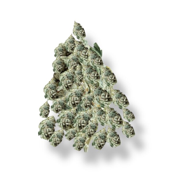 Slim Shadys-Caramel C2M